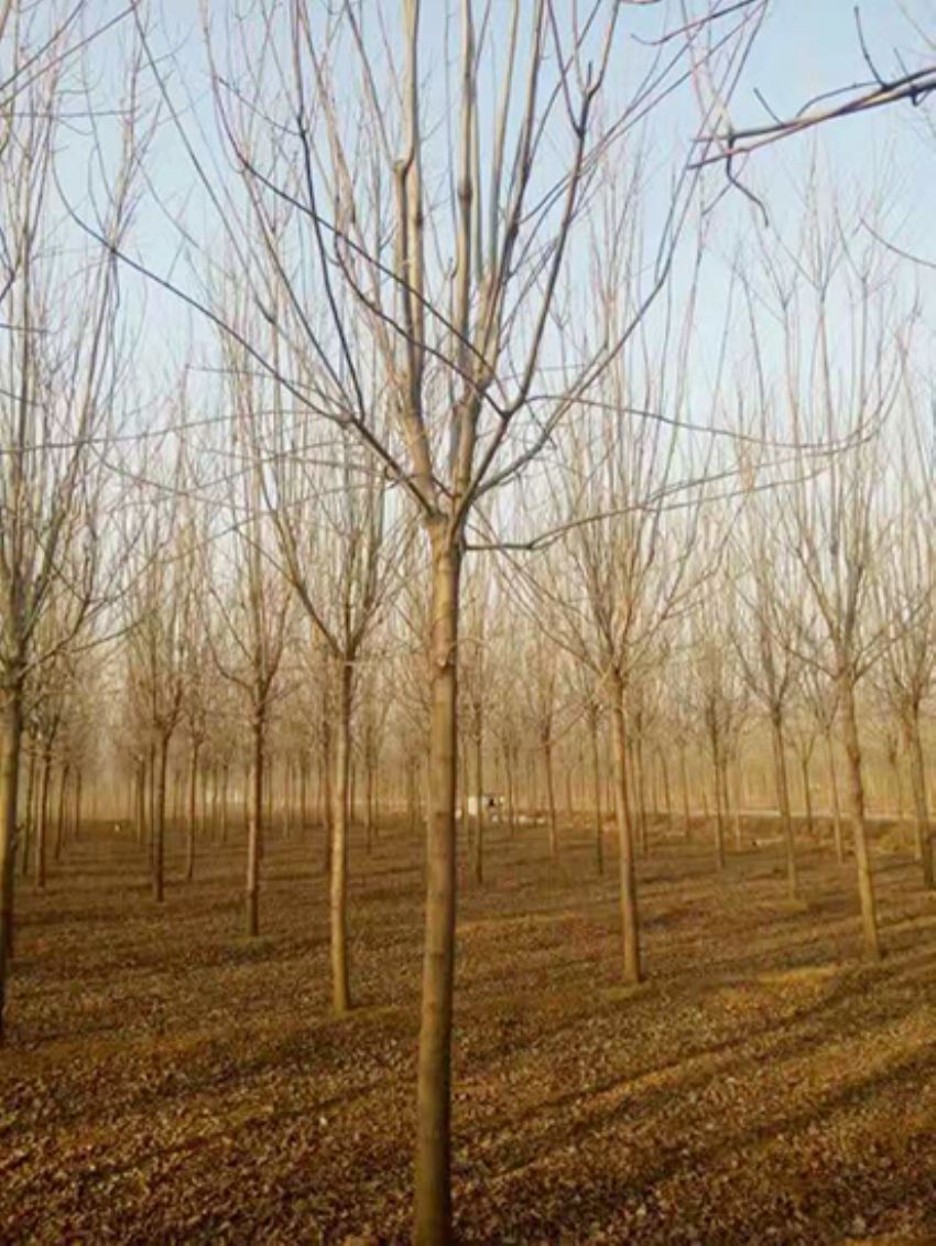 點擊查看詳細(xì)信息<br>標(biāo)題：白蠟 閱讀次數(shù)：3192